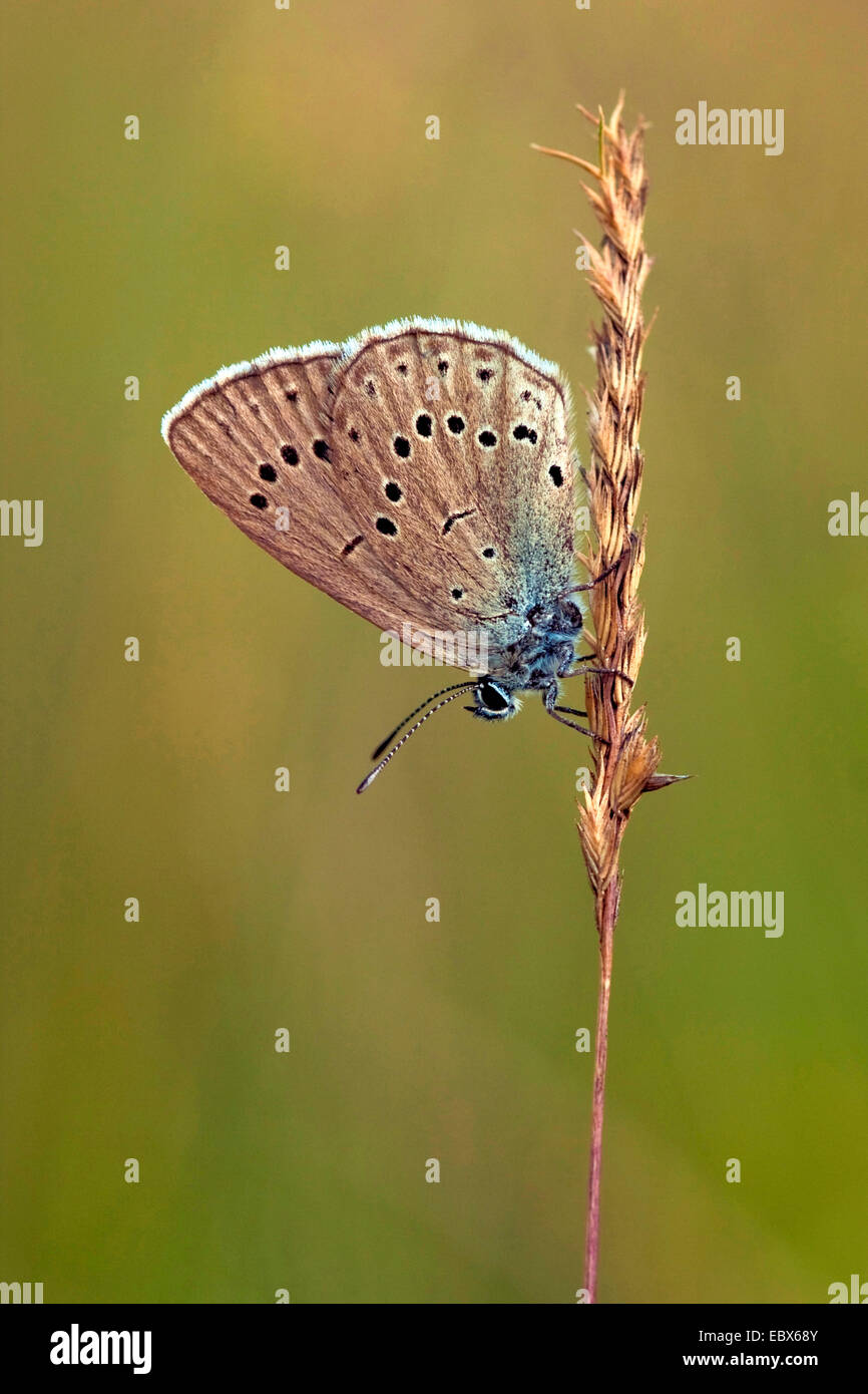 scarce large blue (Maculinea telejus), sitting at a grass, Germany, Rhineland-Palatinate Stock Photo