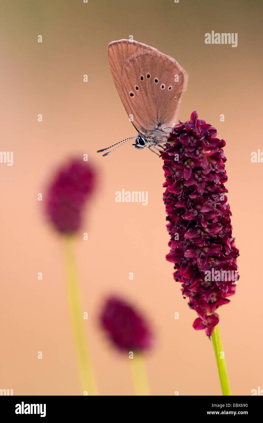 dusky large blue (Maculinea nausithous), sitting on great burnet, Sanguisorba officinalis, Germany, Rhineland-Palatinate Stock Photo