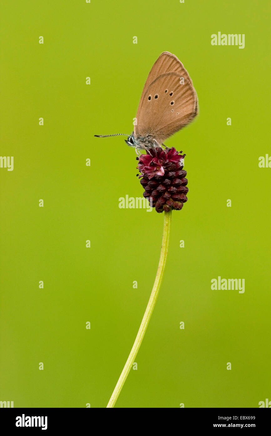 dusky large blue (Maculinea nausithous), sitting on great burnet, Sanguisorba officinalis, Germany, North Rhine-Westphalia, Siegerland Stock Photo