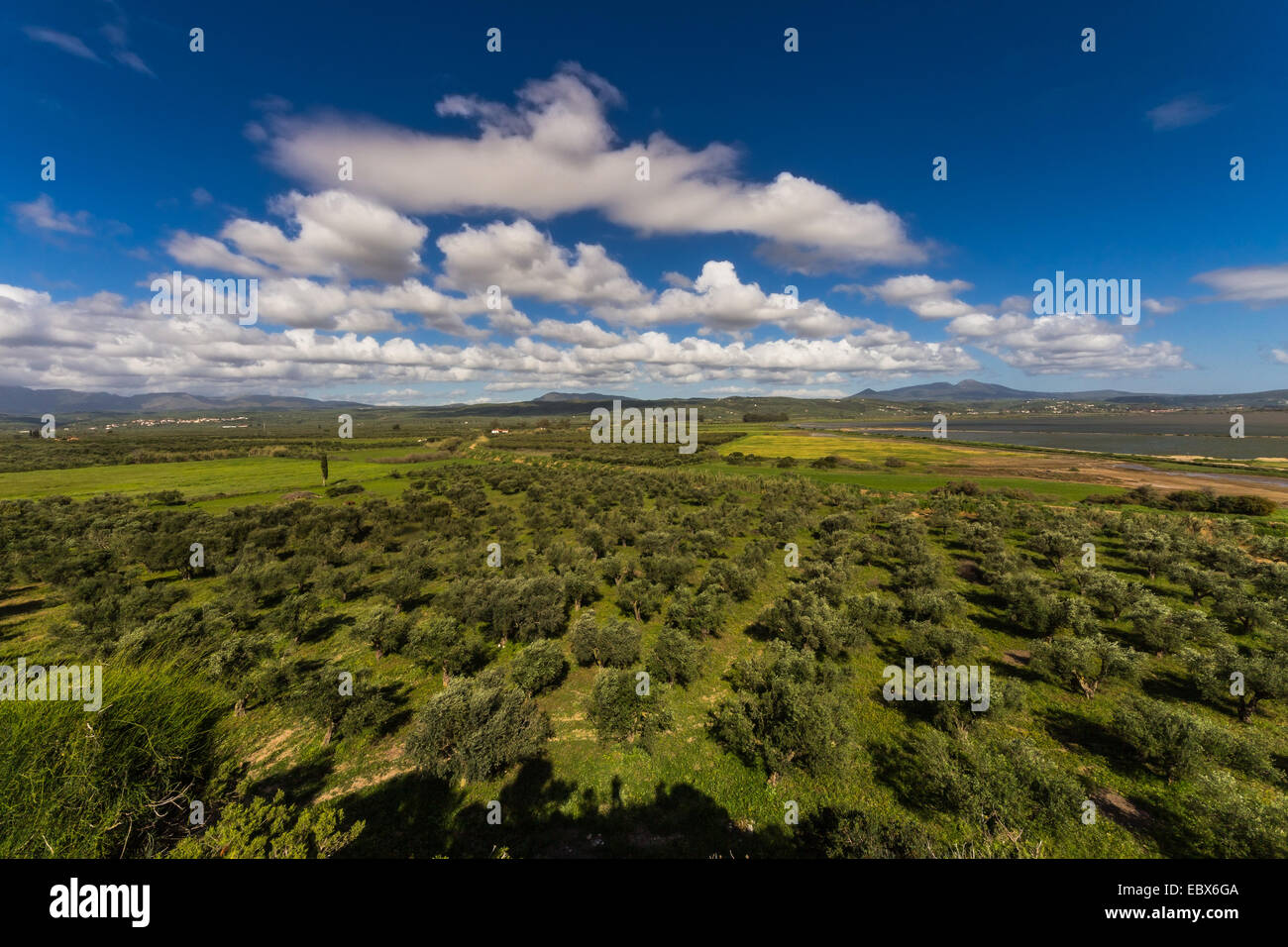 The plain of Messinia with olive trees, in southern Greece. Stock Photo