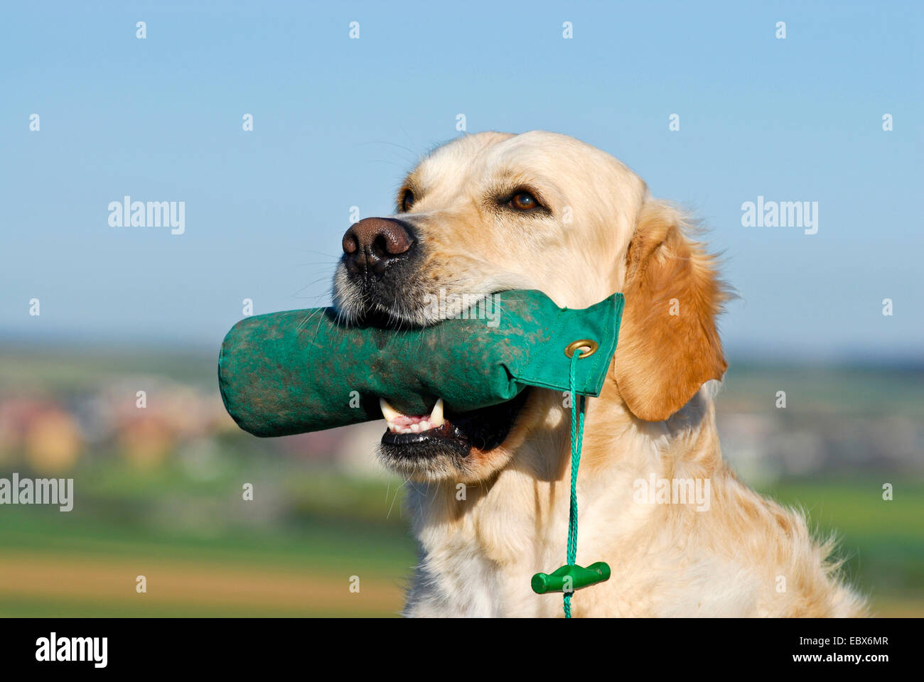 Golden Retriever (Canis lupus f. familiaris), with special training object for retrieving in the mouth, Germany Stock Photo