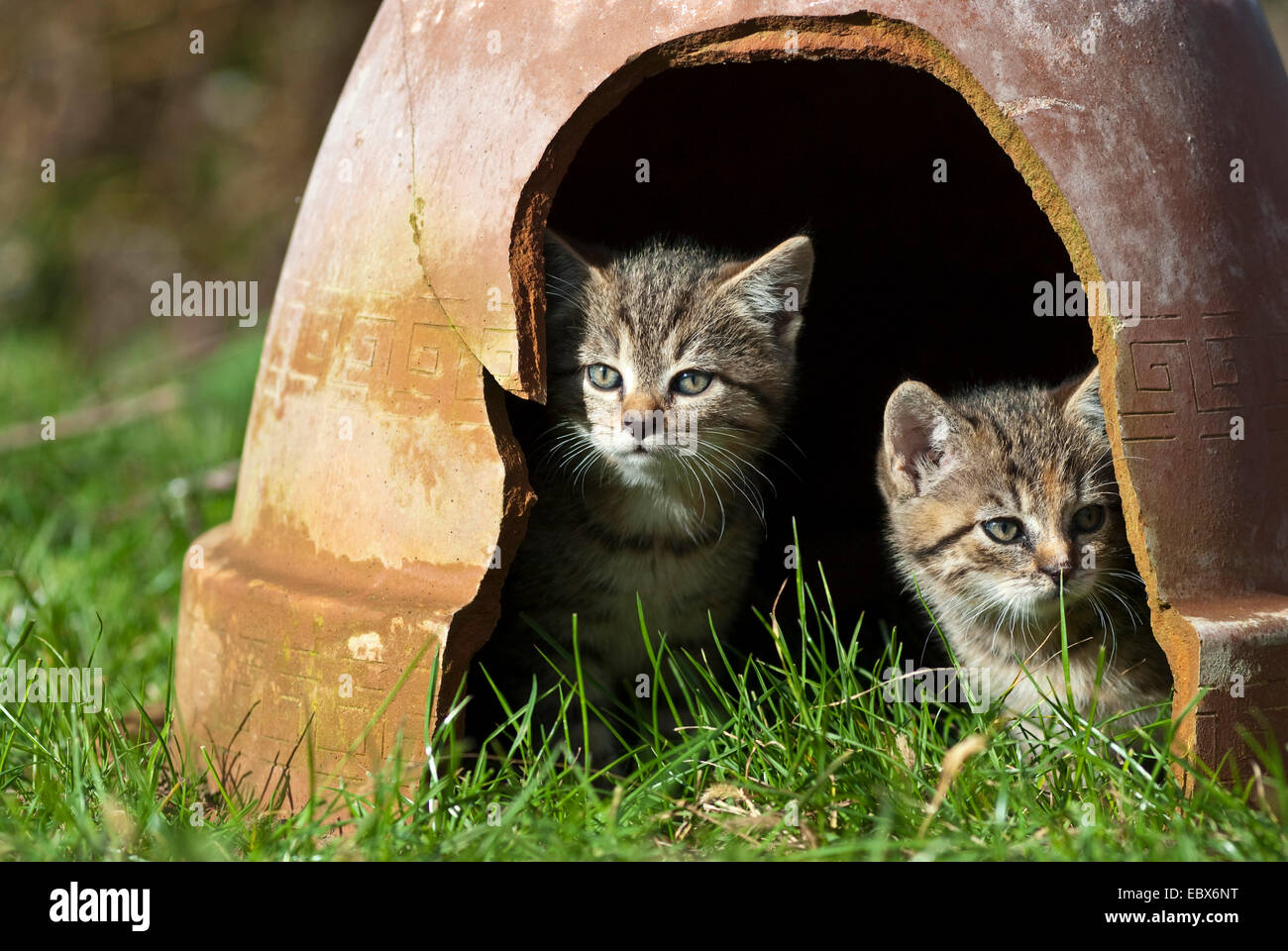 domestic cat, house cat (Felis silvestris f. catus), two kittens looking out from under a clay pot with a hole standing upside down, Germany Stock Photo