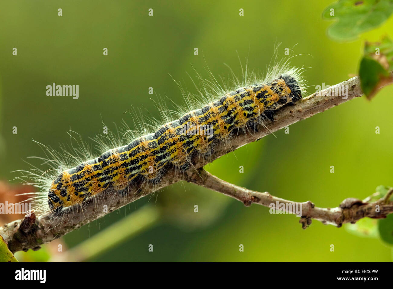 buff-tip moth (Phalera bucephala), sitting on a branch, Germany, Rhineland-Palatinate Stock Photo