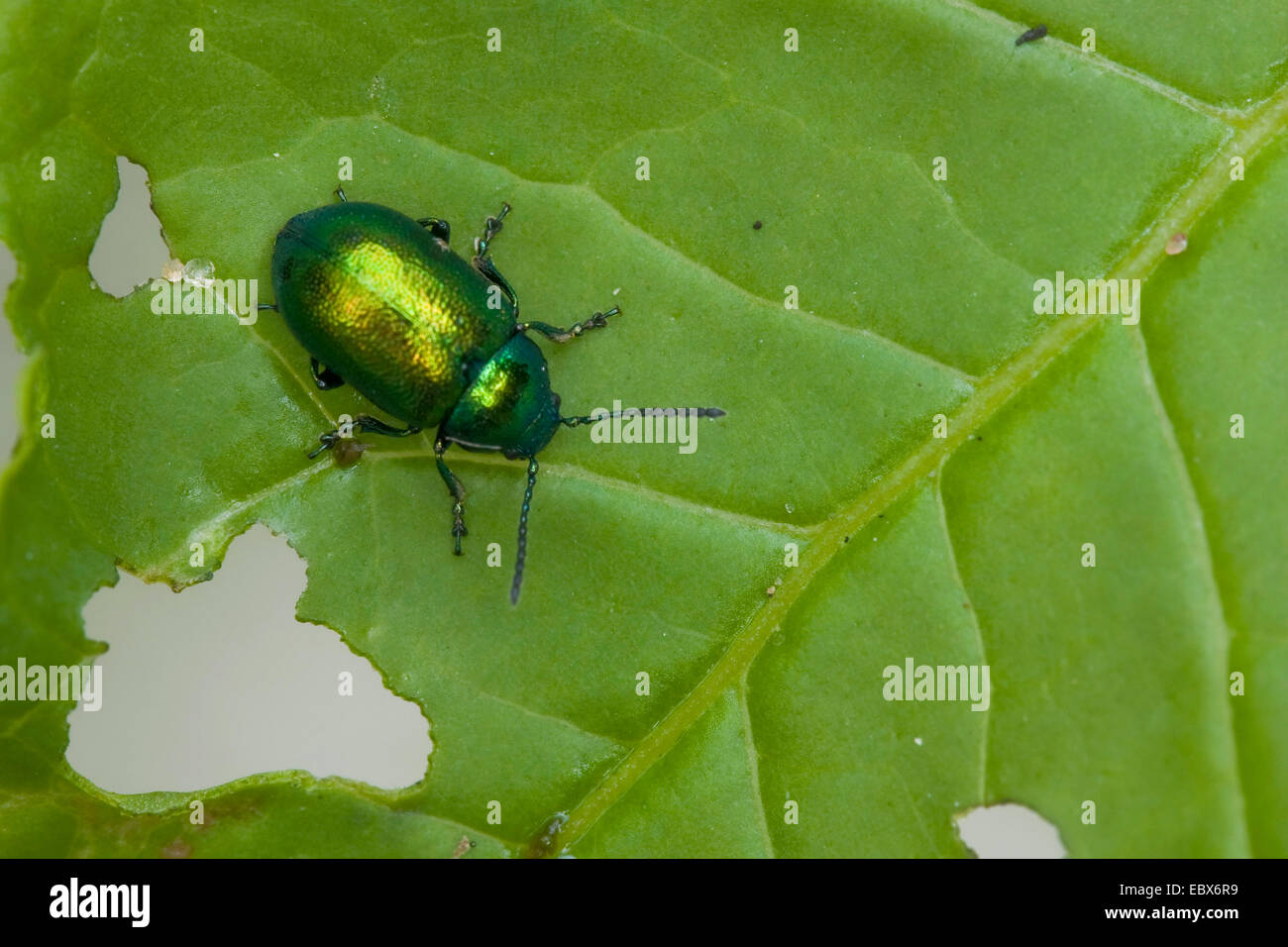 Gastrophysa viridula (Gastrophysa viridula), sitting on a leaf, Germany, Rhineland-Palatinate Stock Photo