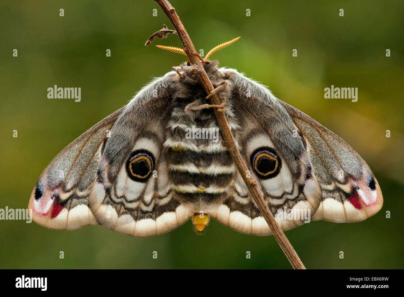 emperor moth (Saturnia pavonia, Eudia pavonia), sitting at a sprout, Germany, Rhineland-Palatinate Stock Photo