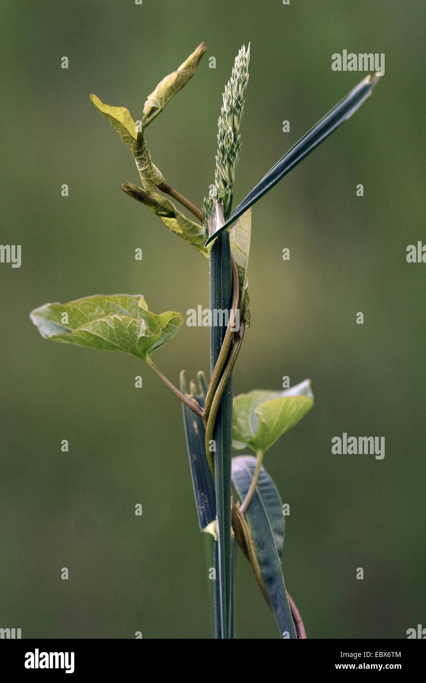 field bindweed, field morning-glory, small bindweed (Convolvulus arvensis), winding around a grass, Germany, Rhineland-Palatinate Stock Photo