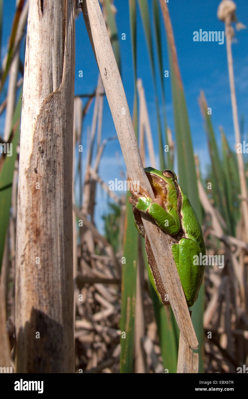 common frog, grass frog (Rana temporaria), sitting at broad-leaved cat's tail, Germany, Rhineland-Palatinate Stock Photo