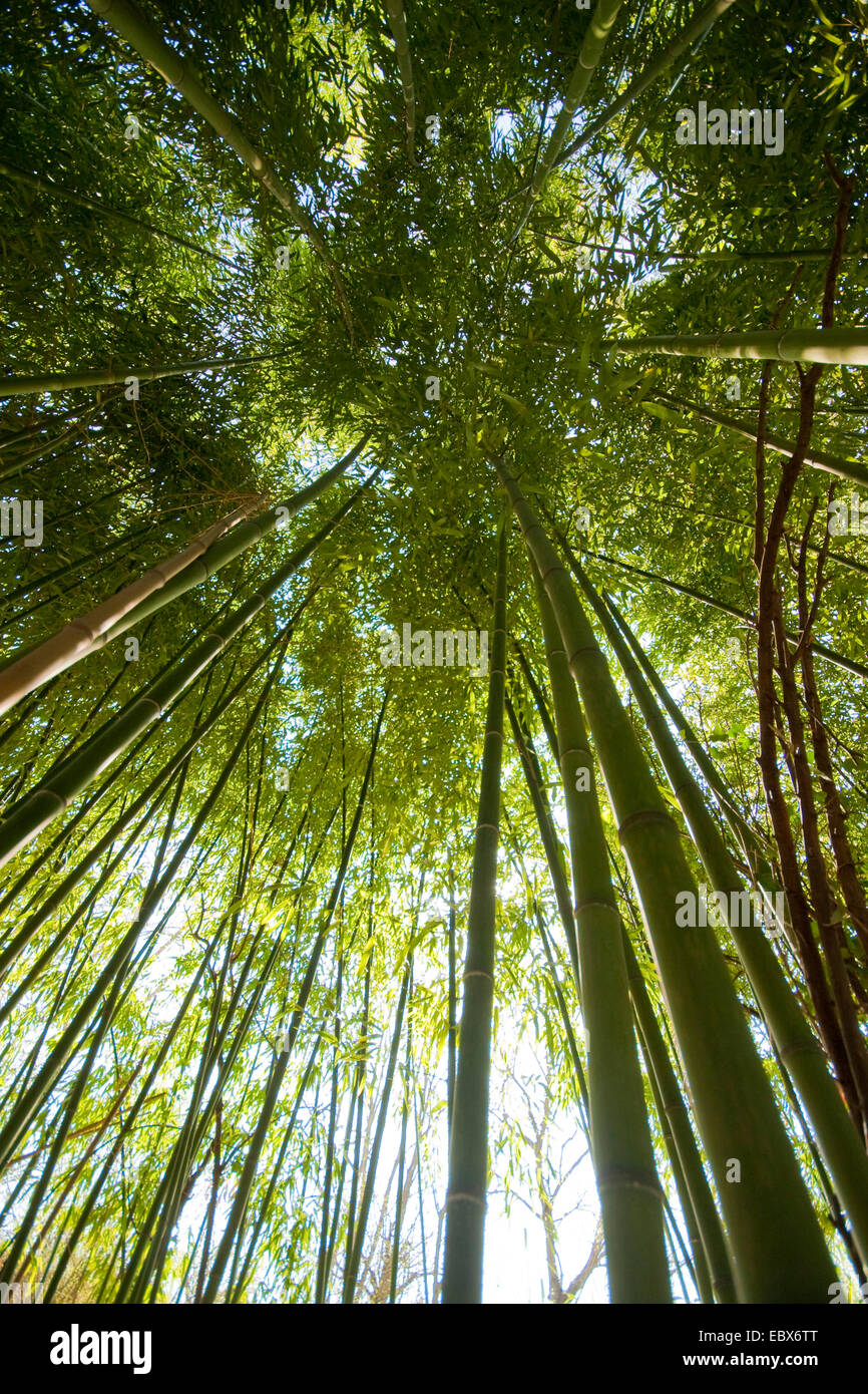 Oldham's bamboo, Giant timber bamboo, Clumping Giant Timber Bamboo, Sweet Shoot Bamboo (Bambusa oldhamii), sprouts Stock Photo