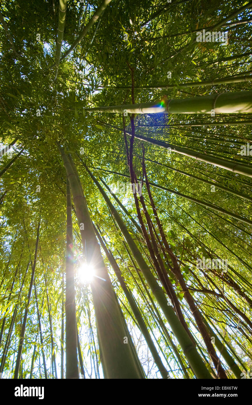 Oldham's bamboo, Giant timber bamboo, Clumping Giant Timber Bamboo, Sweet Shoot Bamboo (Bambusa oldhamii), sprouts Stock Photo