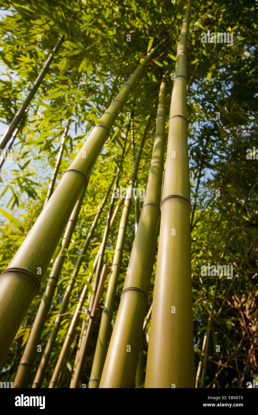 Oldham's bamboo, Giant timber bamboo, Clumping Giant Timber Bamboo, Sweet Shoot Bamboo (Bambusa oldhamii), sprouts Stock Photo