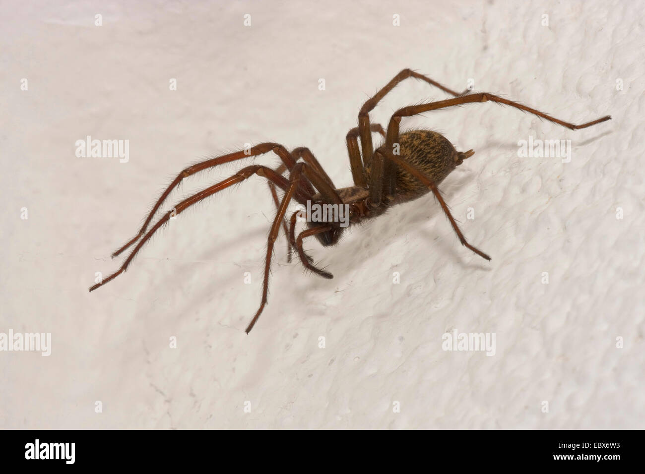 common European house spider, lesser house spider, barn funnel weaver (Tegenaria domestica), at a chamber wall, Germany, Baden-Wuerttemberg Stock Photo