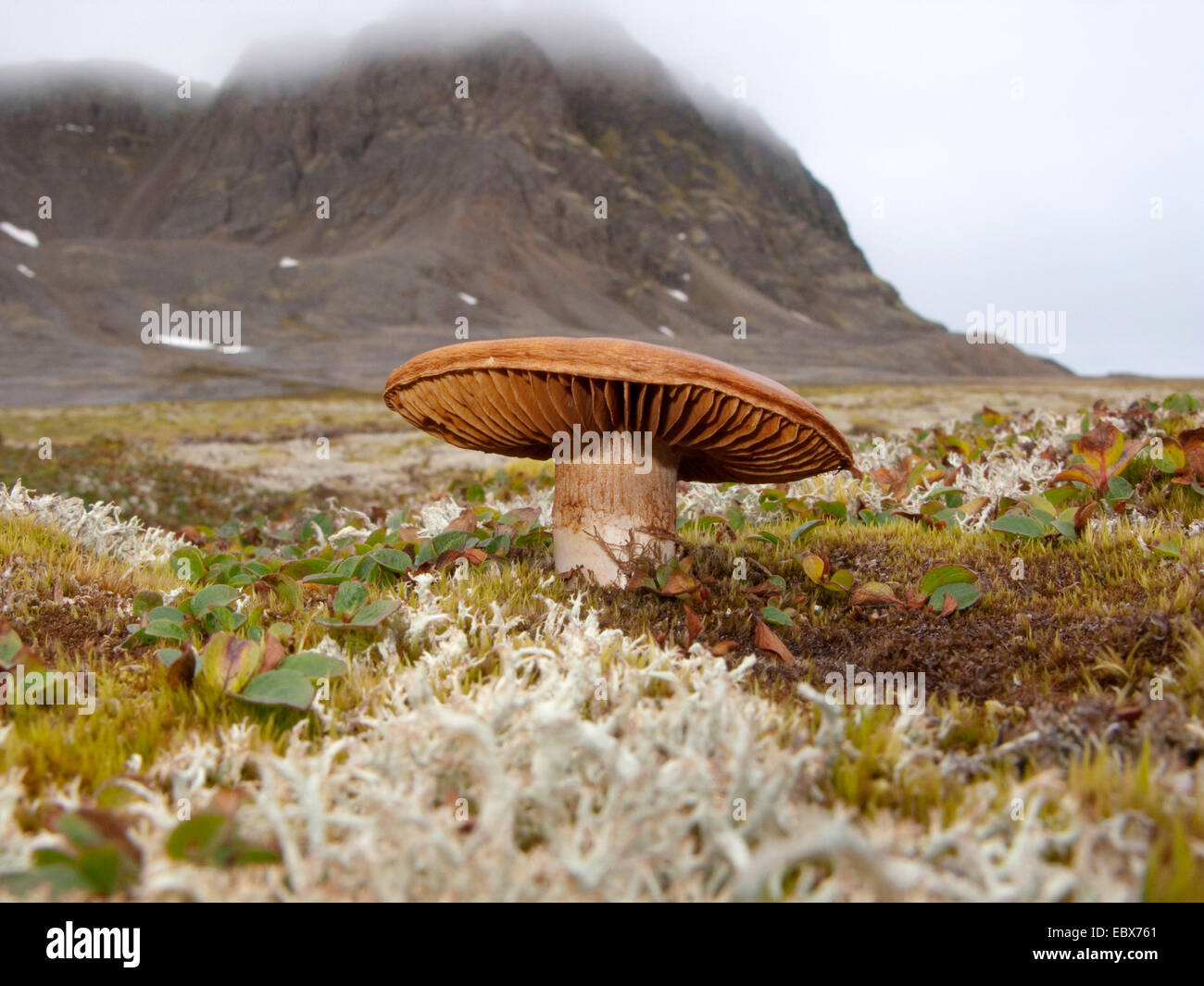 net-leaved willow, netted willow, net-veined willow (Salix reticulata), mushroom growing in netted willows and lichens in front of mountain range, Norway, Svalbard, Fuglehuken Stock Photo