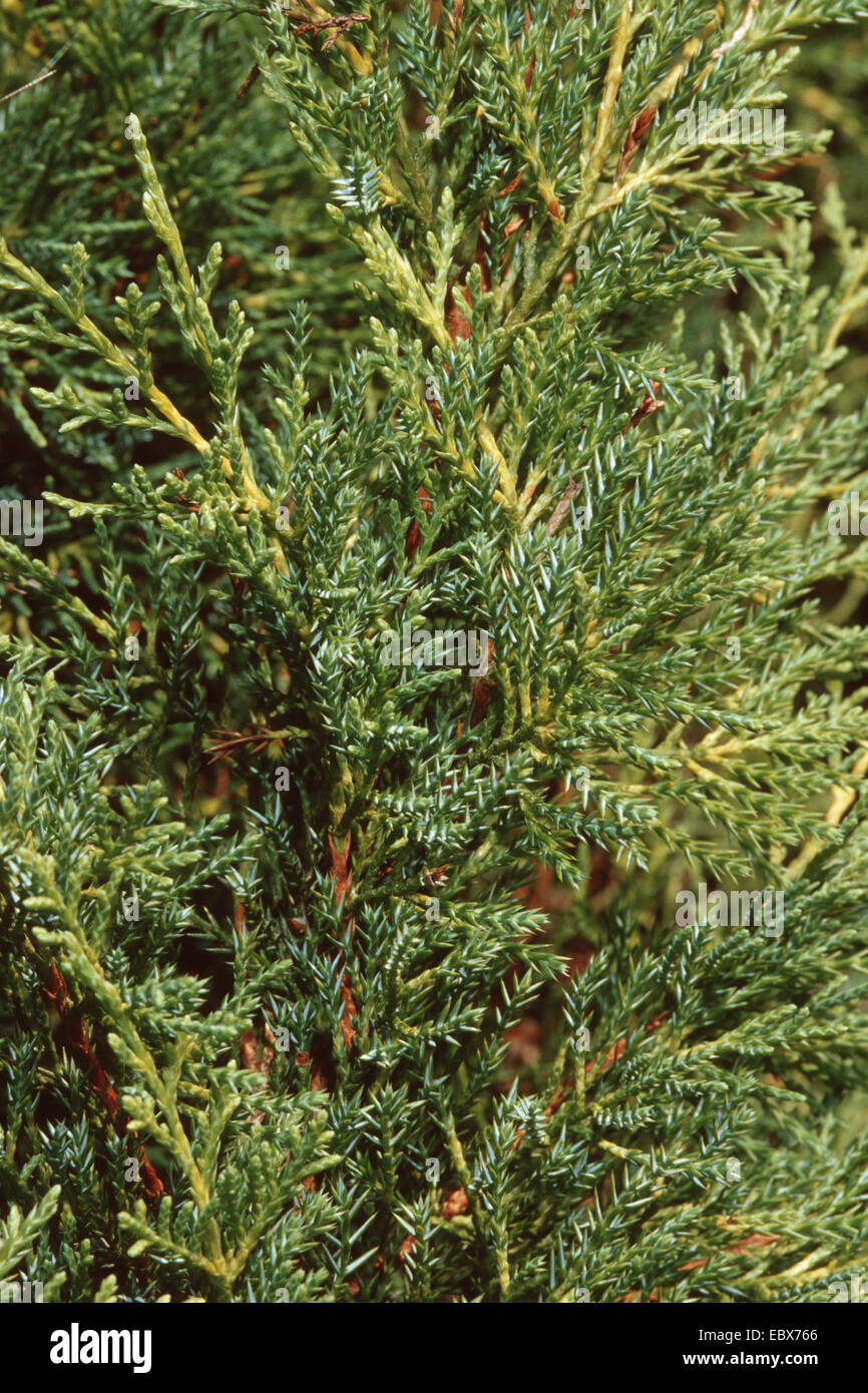 Chinese juniper (Juniperus chinensis 'Pfitzeriana', Juniperus chinensis Pfitzeriana, Juniperus pfitzeriana), branches Stock Photo
