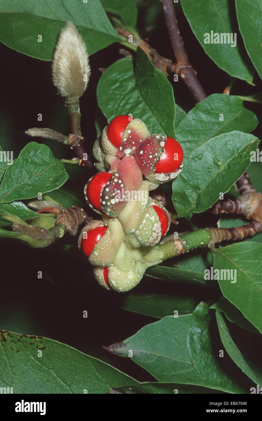 Kobus Magnolia (Magnolia kobus), fruit Stock Photo