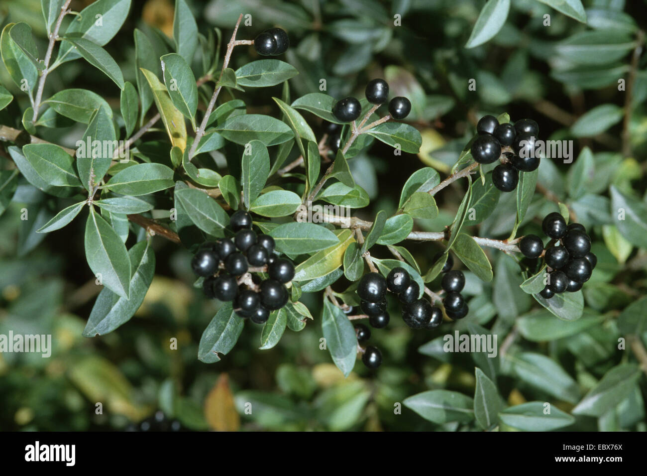 common privet, golden privet, wild privet, prim, European privet Stock ...