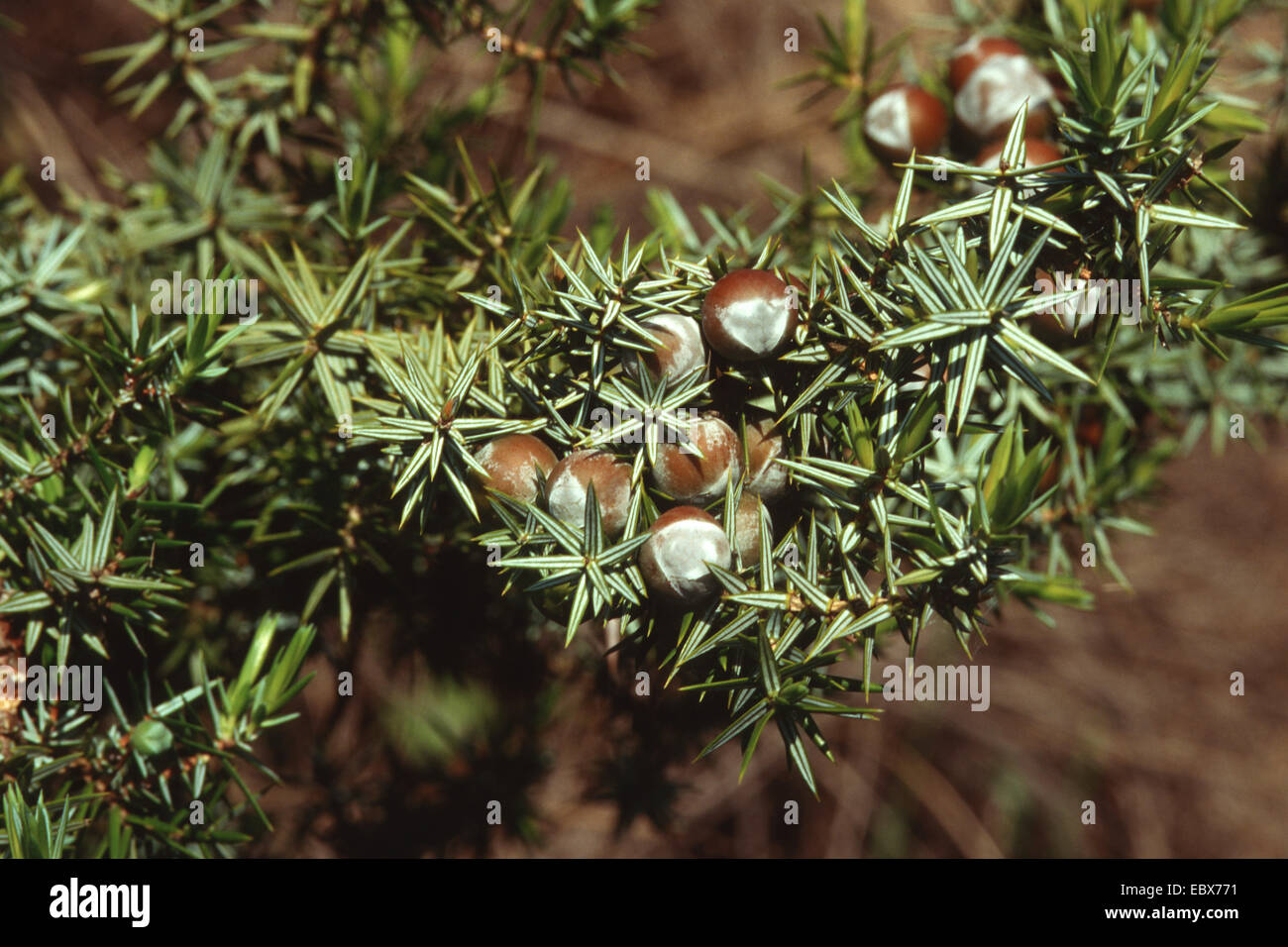 prickly cedar, cade (Juniperus oxycedrus), twig with cones, Greece ...