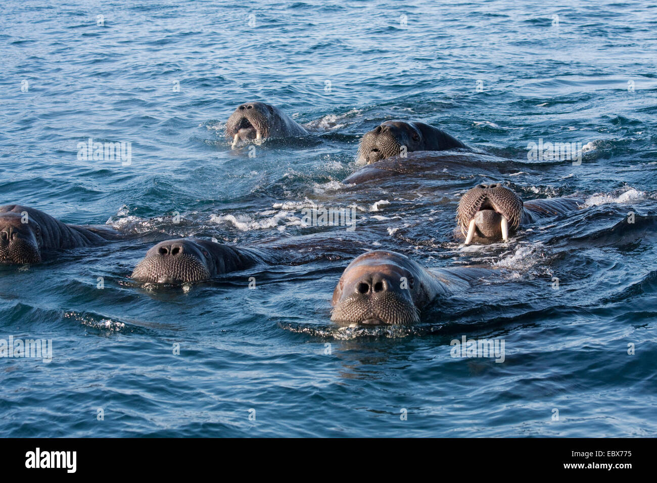 walrus (Odobenus rosmarus), herd swimming at the water surface, Norway, Svalbard, Eidenbreen Stock Photo
