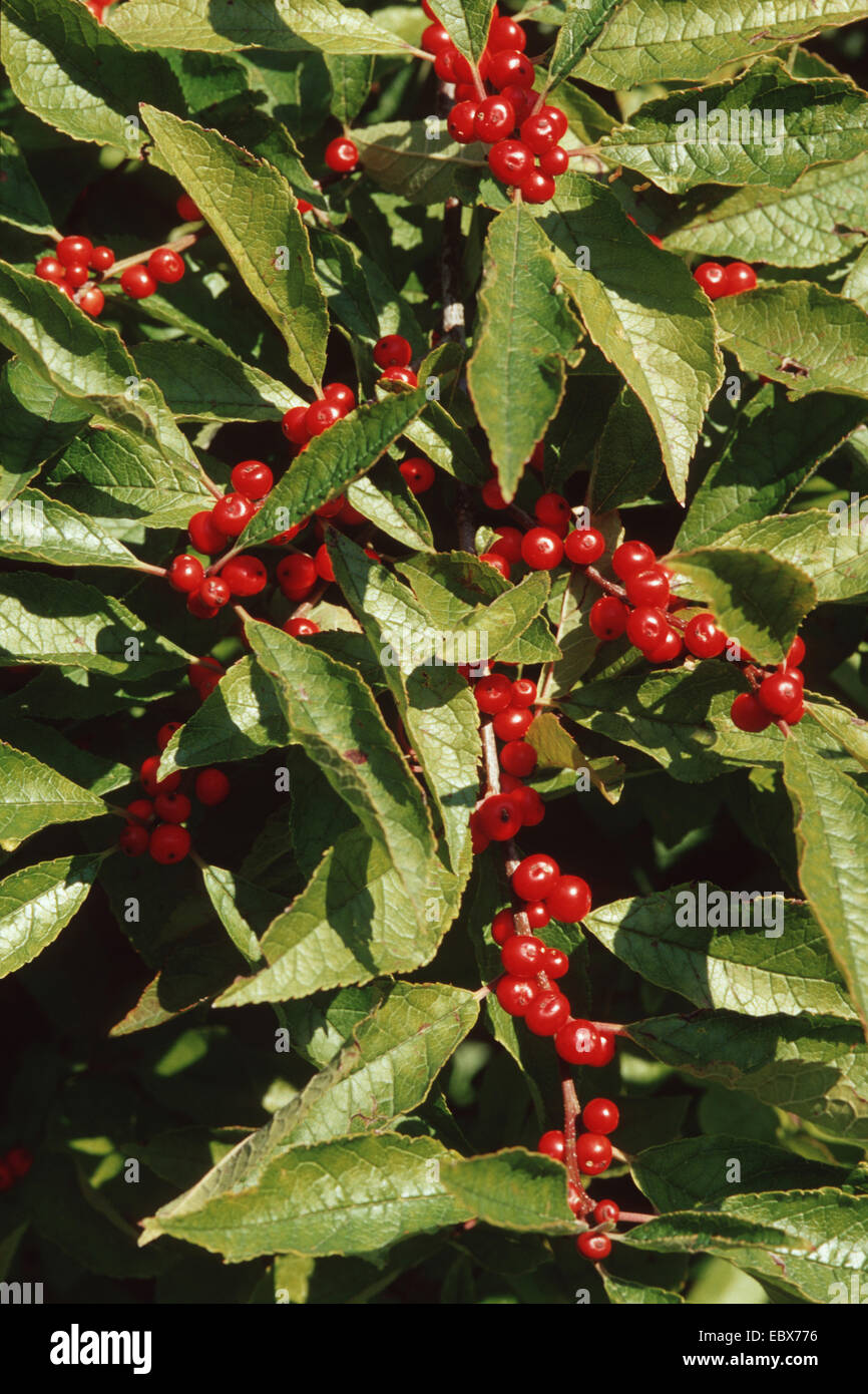 aulne blanche, winterberry, black holly (Ilex verticillata), branches with fruits Stock Photo