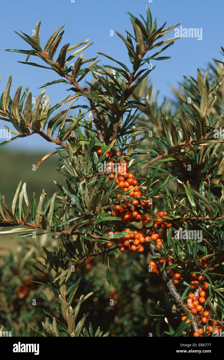 common seabuckthorn (Hippophae rhamnoides), with fruits, Germany Stock Photo