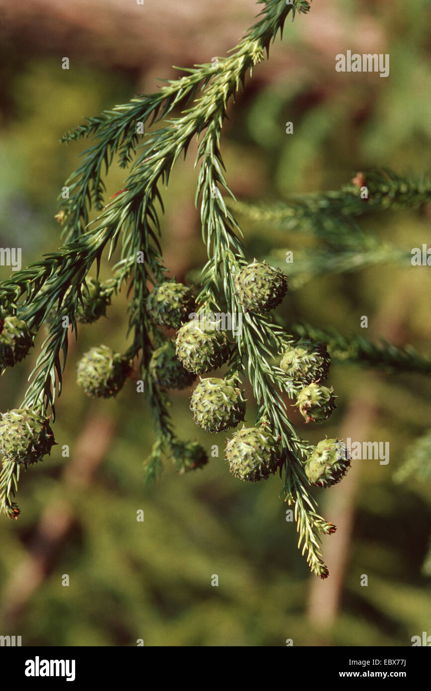 Japanese cedar (Cryptomeria japonica), branch with cones Stock Photo