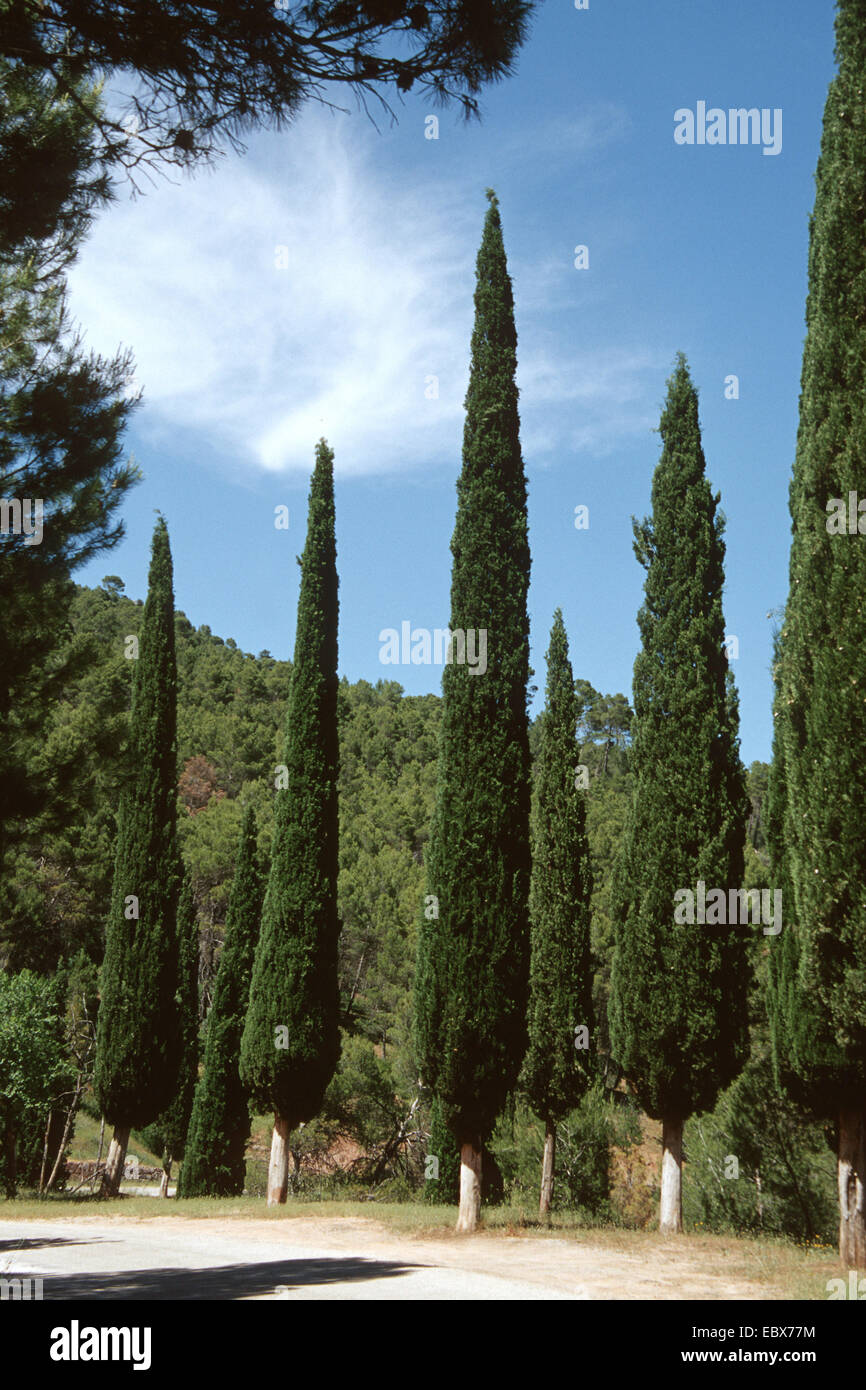 Italian cypress (Cupressus sempervirens 'Stricta'), in a row at a street boarder, Spain Stock Photo