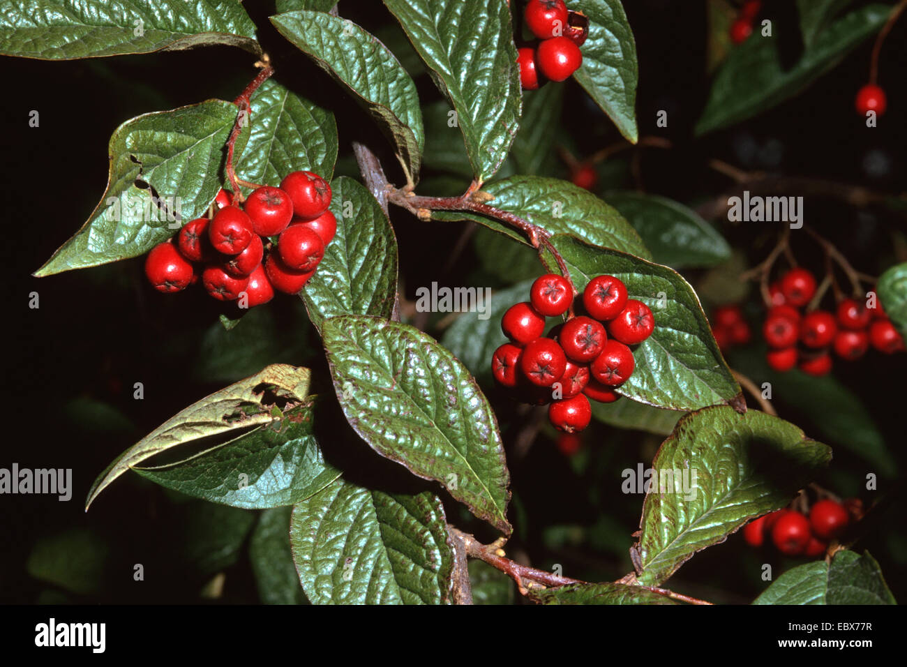 Rehder's cotoneaster (Cotoneaster rehderi), with fruits Stock Photo