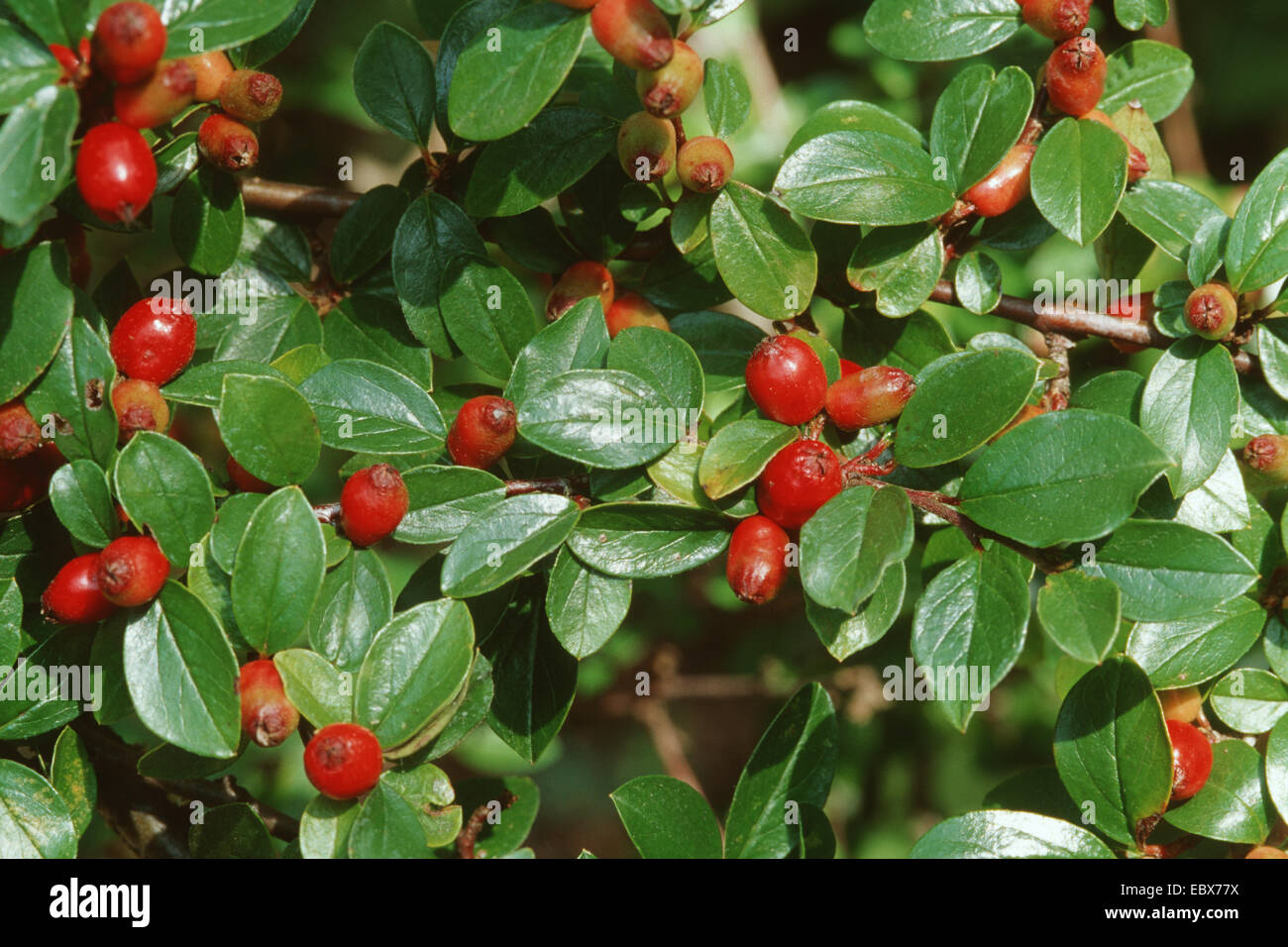 Cotoneaster divaricatus (Cotoneaster divaricatus), with fruits Stock Photo