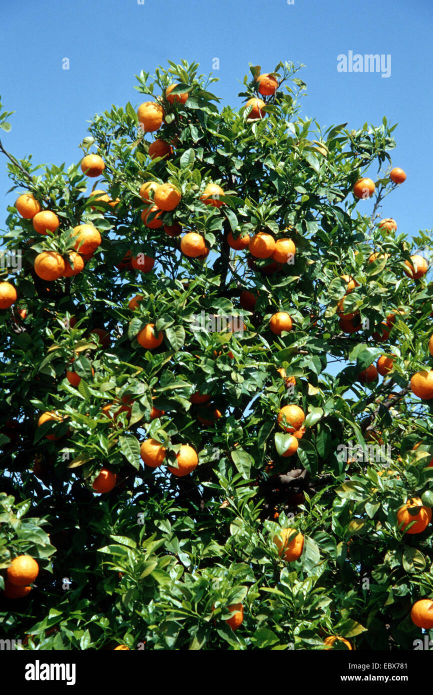 sour orange (Citrus aurantium), with fruits Stock Photo Alamy