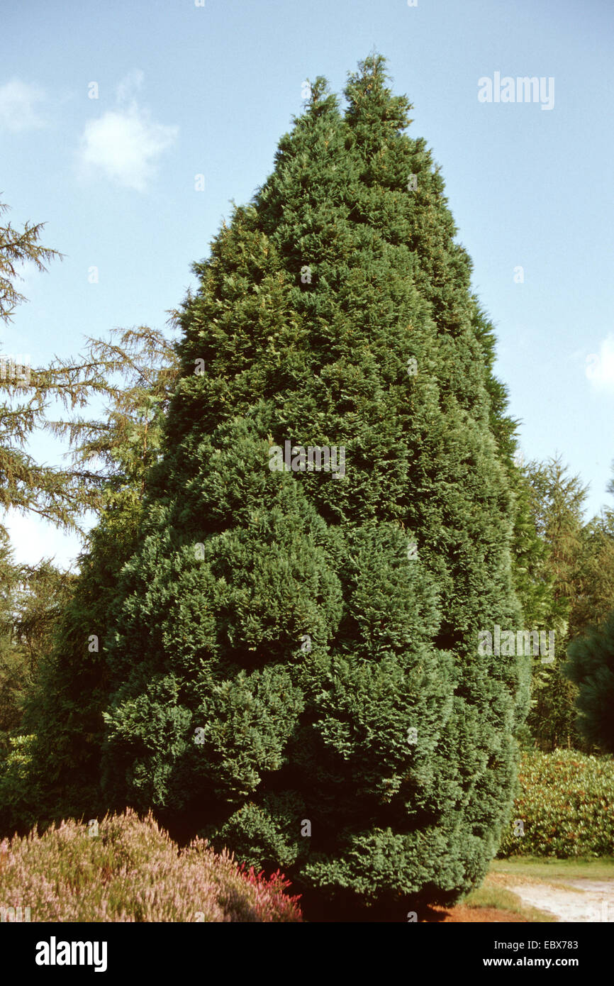 Lawson cypress, Port Orford cedar (Chamaecyparis lawsoniana), single tree Stock Photo