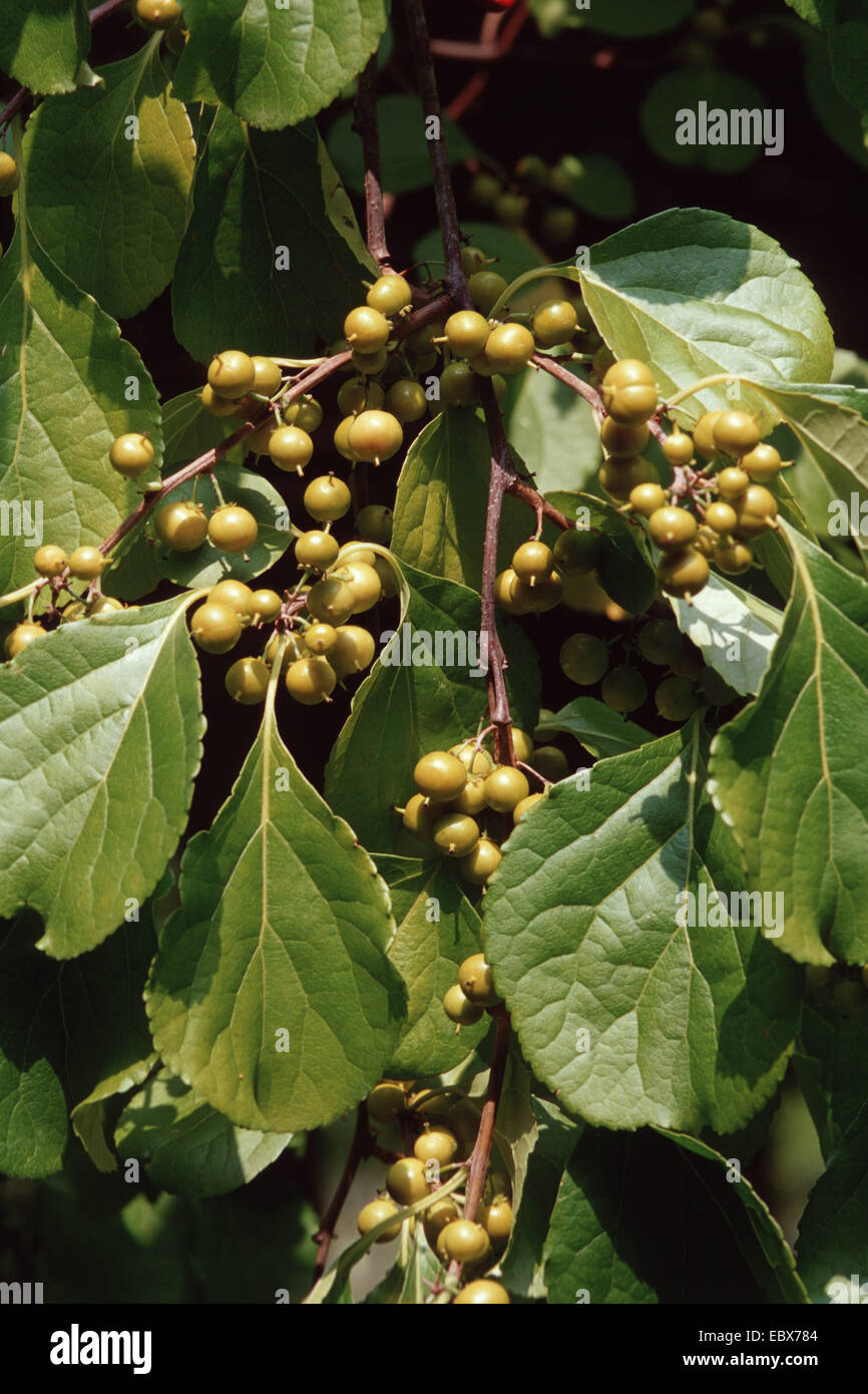 Oriental bittersweet, Asiatic bittersweet (Celastrus orbiculatus), branches with fruits Stock Photo