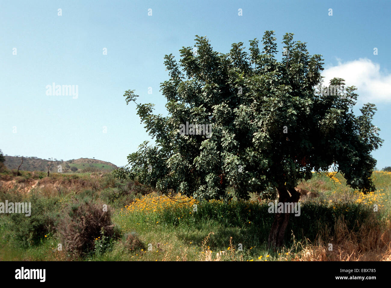 carob, carob bean, St. John's bread (Ceratonia siliqua), single tree