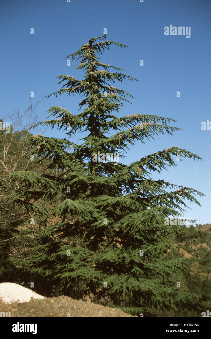 short-needled cedar, Cyprian cedar (Cedrus brevifolia), single tree, Cyprus Stock Photo