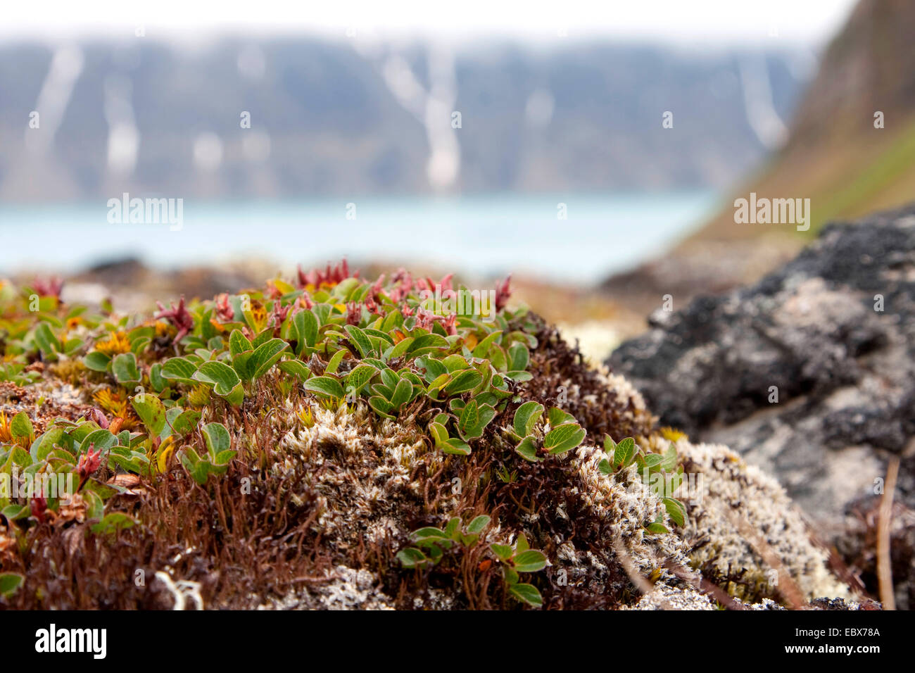 dwarf willow (Salix herbacea), with fjord in the background, Norway, Svalbard, Krossfjorden Stock Photo