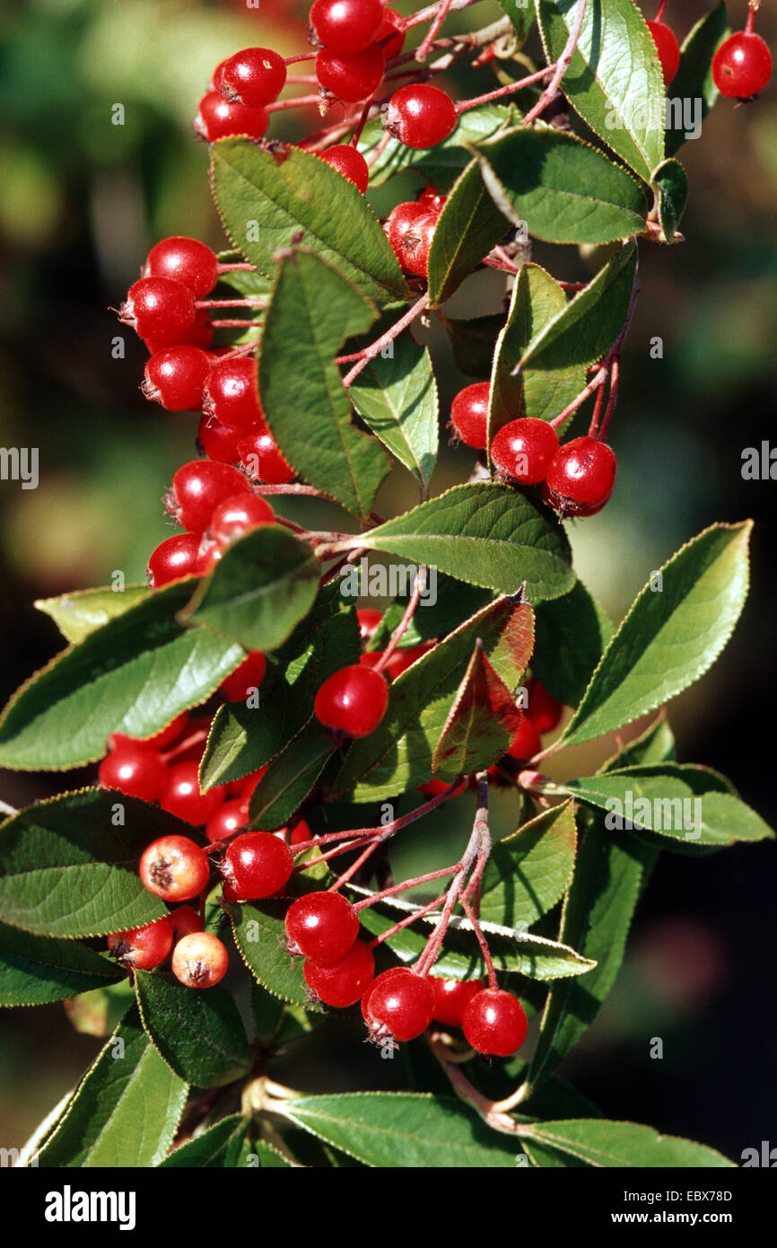 Red Chokeberry (Aronia arbutifolia), branch with fruits Stock Photo