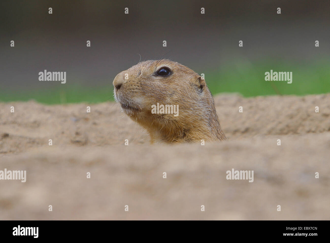 black-tailed prairie dog, Plains prairie dog (Cynomys ludovicianus), looking out of the den Stock Photo