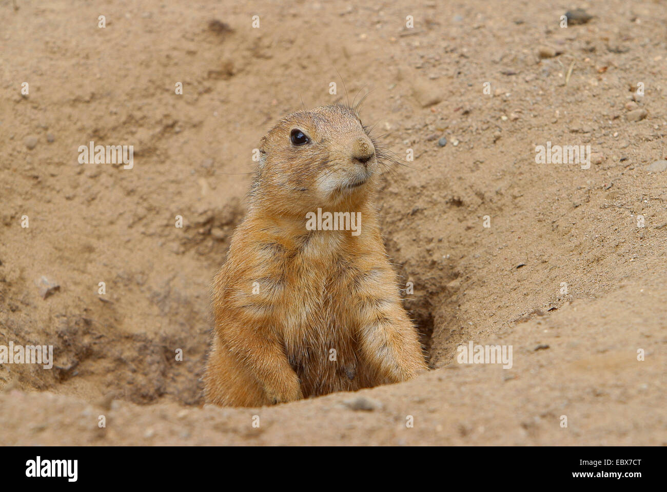 black-tailed prairie dog, Plains prairie dog (Cynomys ludovicianus), looking out of the den Stock Photo