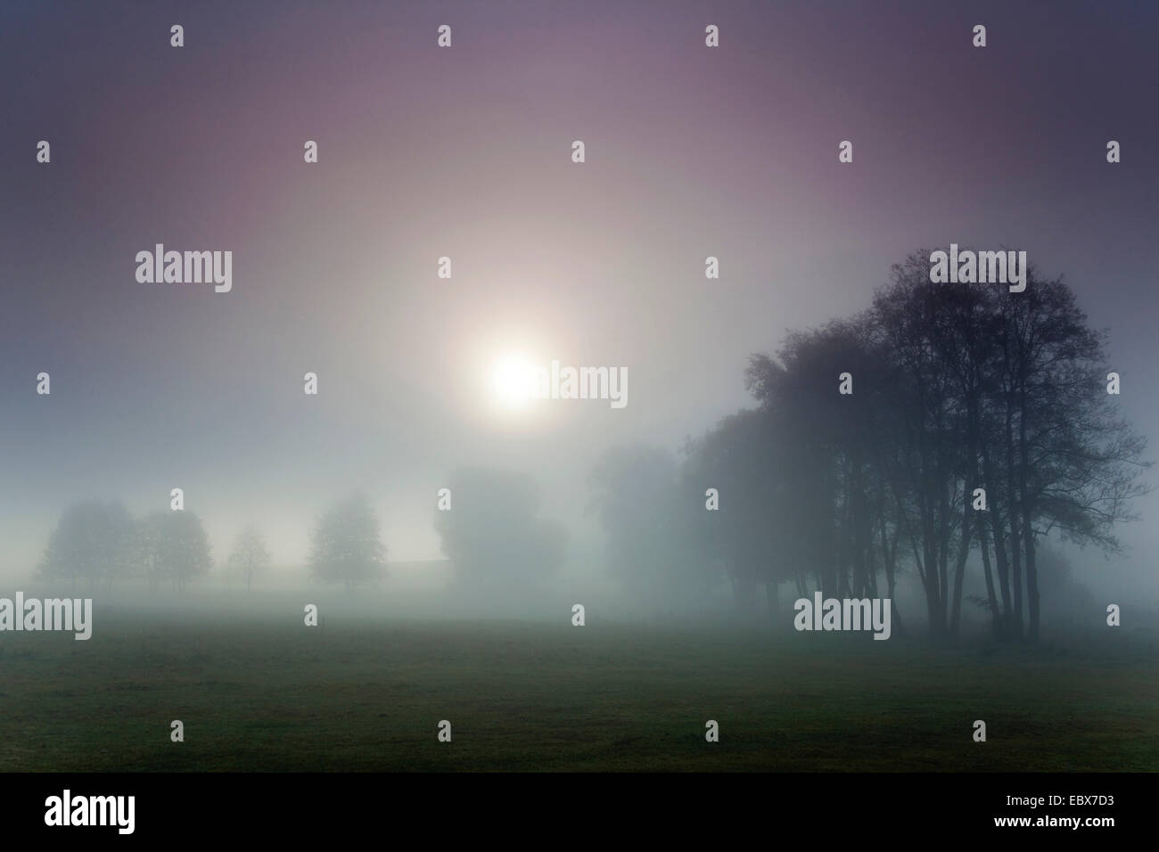 rising sun breaking through morning fog over a meadow landscape, Germany, Saxony, Vogtlaendische Schweiz Stock Photo