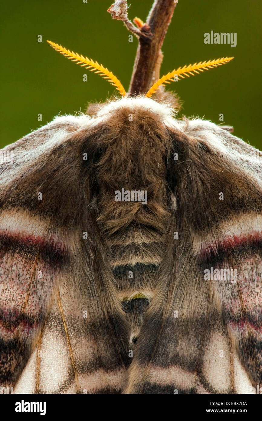 emperor moth (Saturnia pavonia, Eudia pavonia), sitting at a sprout, macro shot of head, Germany, Rhineland-Palatinate Stock Photo