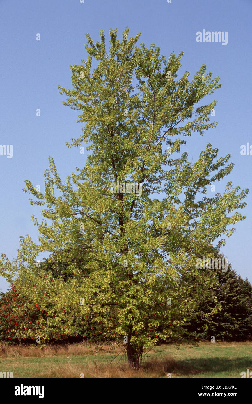 silver maple, white maple, bird's eye maple (Acer saccharinum), single