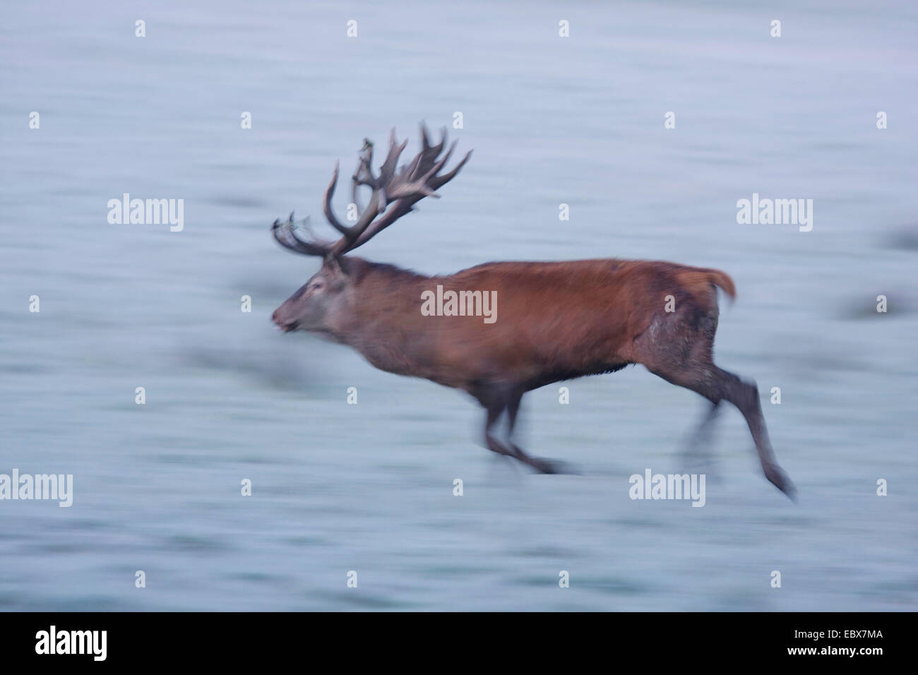 red deer (Cervus elaphus), rutting stag running over snow field, Germany Stock Photo