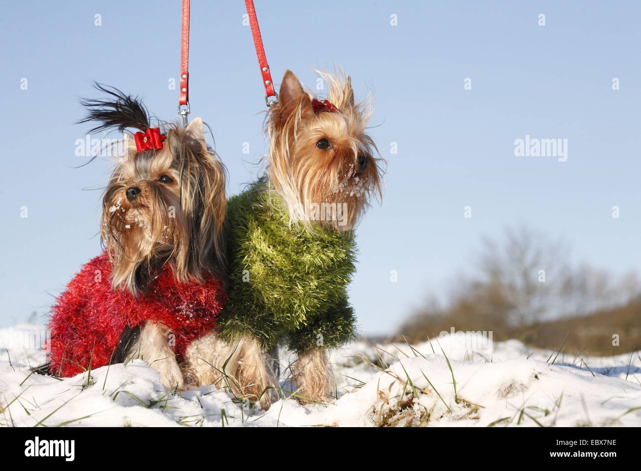 Dogs tied up hires stock photography and images Alamy