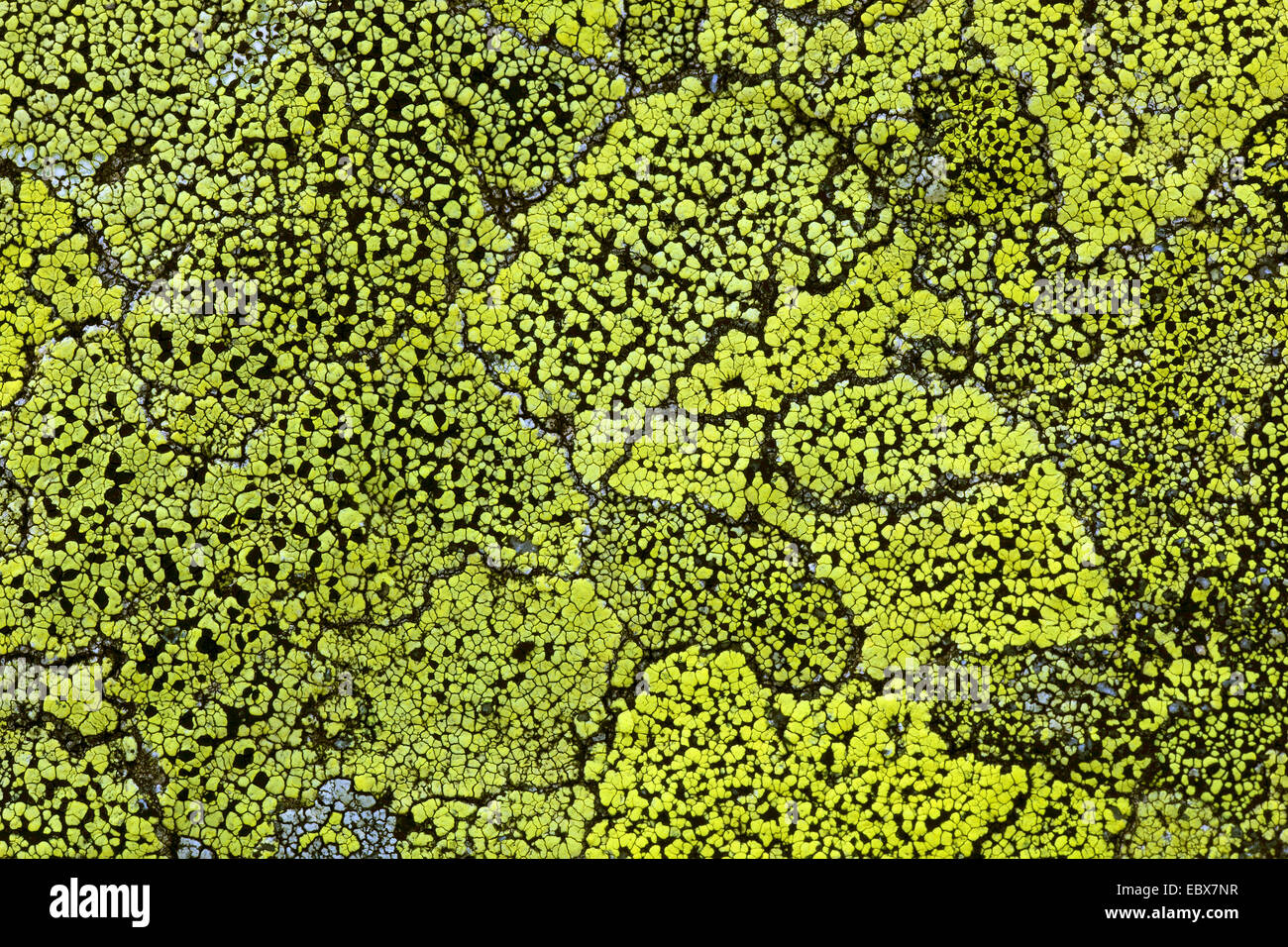 lichenes on a rock, Switzerland Stock Photo