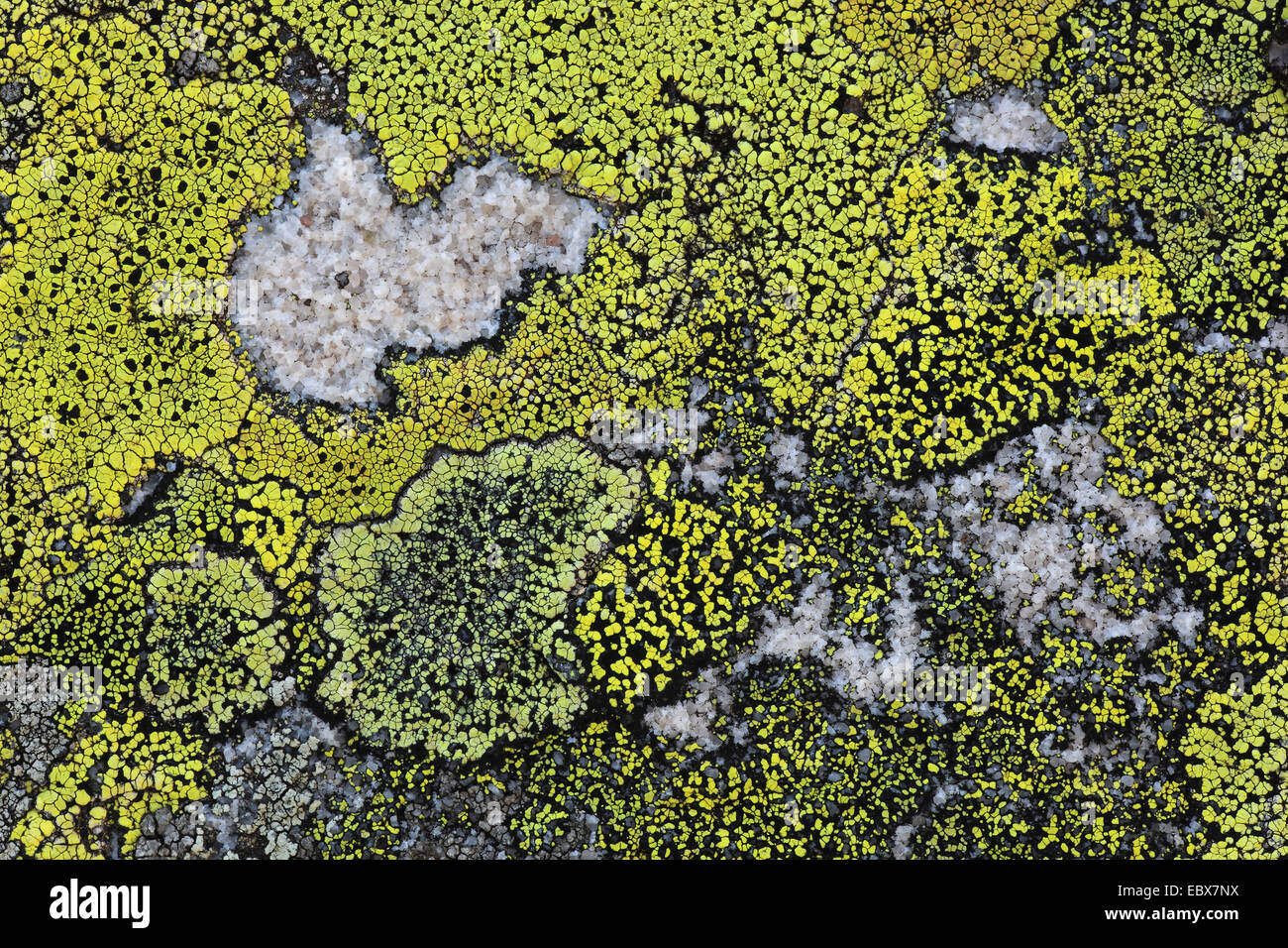 lichenes on a rock, Switzerland, schweizer al Stock Photo