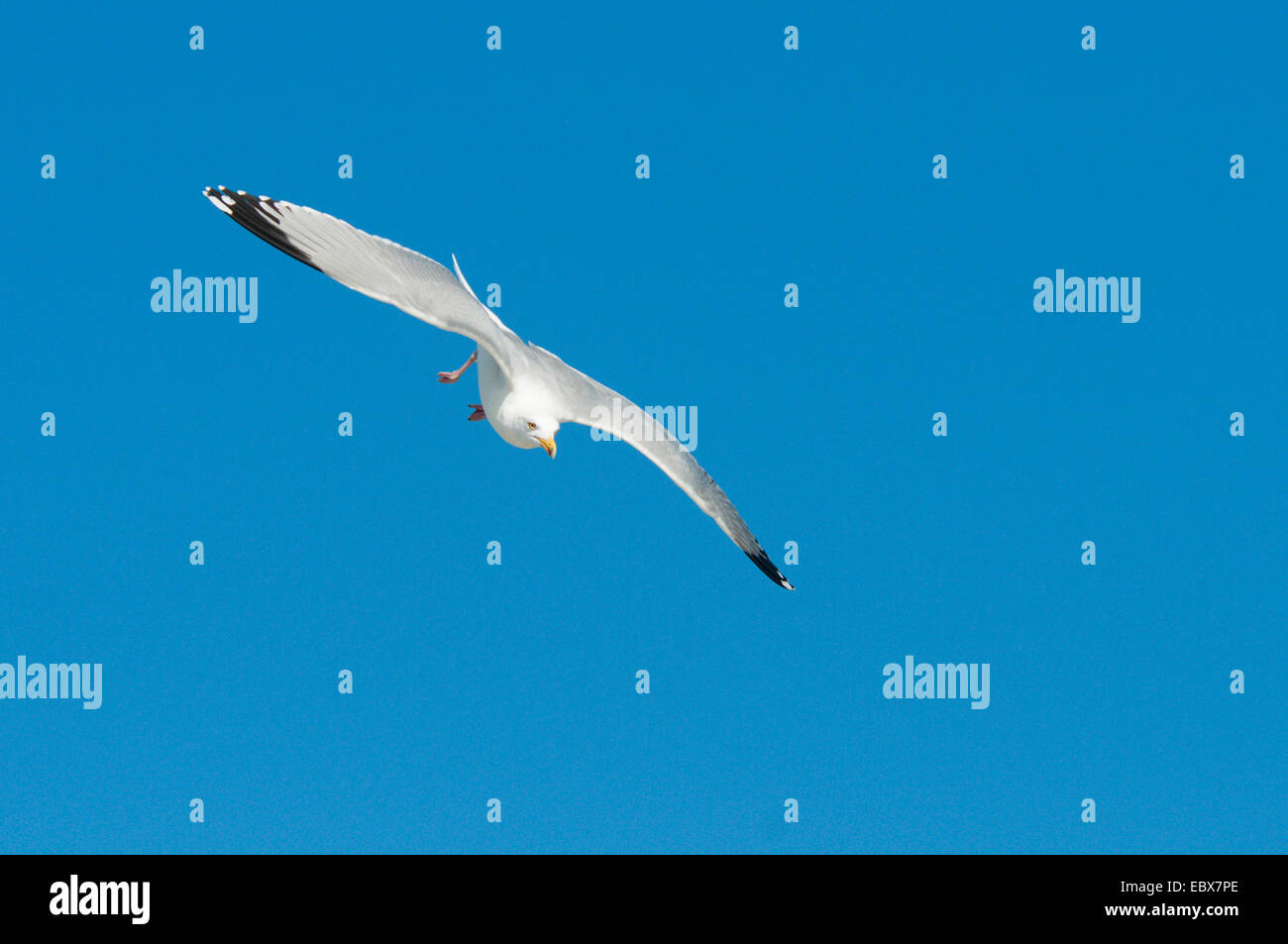 herring gull (Larus argentatus), flying a nose dive, Germany, Schleswig-Holstein, Heligoland Stock Photo