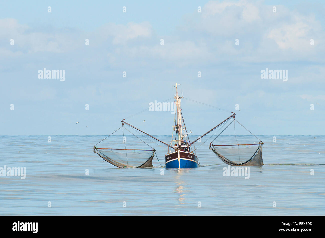 shrimp cutter fishing in the North Sea, Germany, Schleswig-Holstein Stock Photo