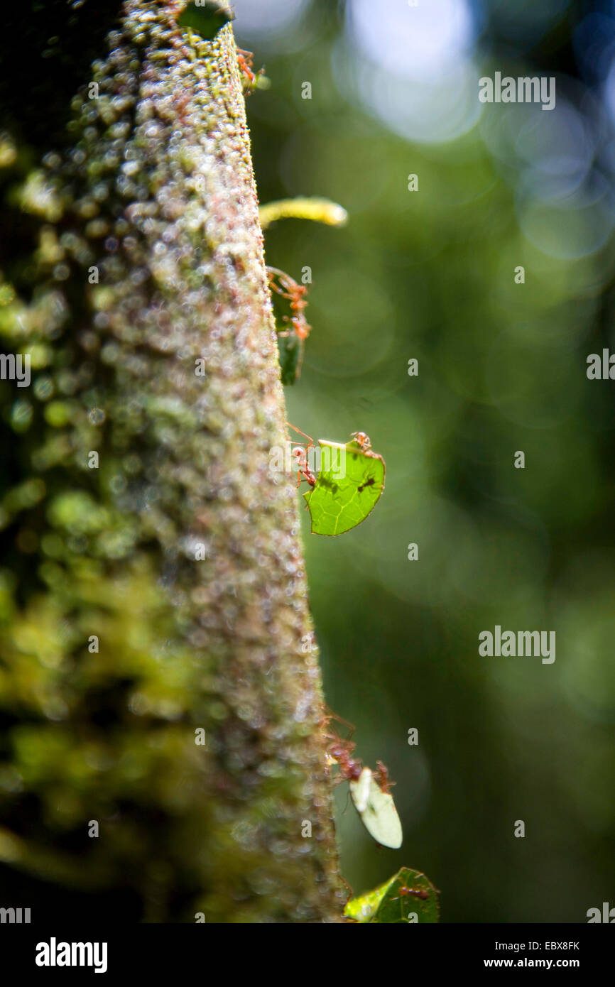 leafcutting ant (Atta spec.), carrying pieces of leaves along a tree ...