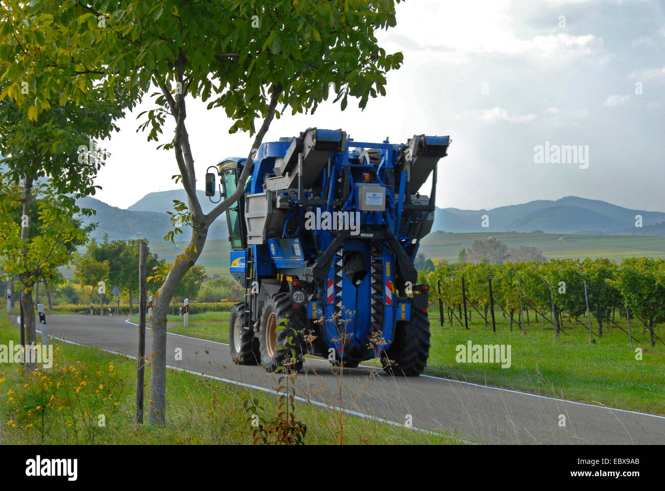vine harvester, driving on a country road, Germany, Rhineland-Palatinate, Palatinate Stock Photo