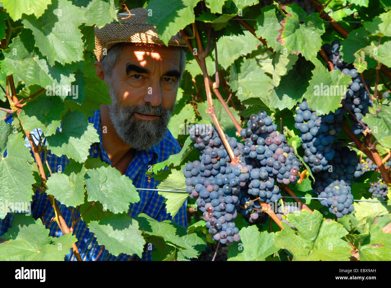 vine-dresser-behind-grapevines-stock-photo-alamy