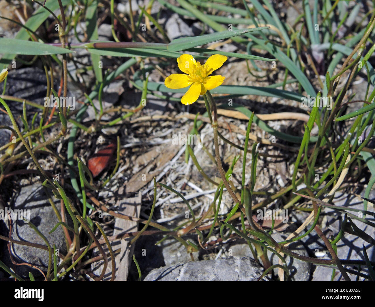 Creeping spearwort (Ranunculus reptans, Ranunculus flammula ssp. reptans), blooming on a lake shore, Germany, Baden-Wuerttemberg Stock Photo