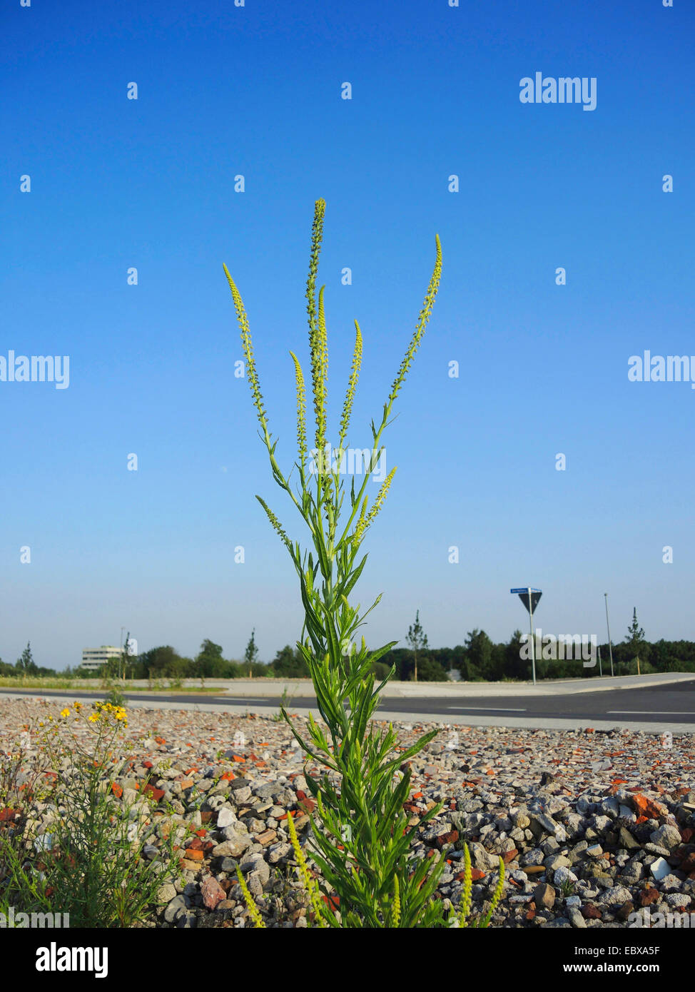 Dyer's rocket, Dyer's weed, Weld, Woold, Yellow weed (Reseda luteola), blooming on a roadside, Germany, North Rhine-Westphalia Stock Photo